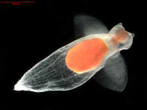 Clione limacina naked pteropod