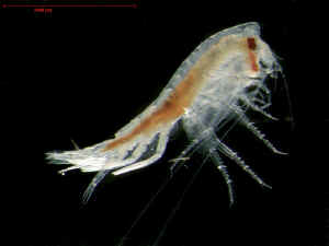 amphipod