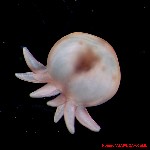 Baby_anenome1a.jpg