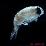 amphipod