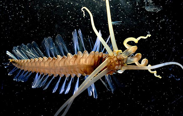 Celebes polychaete