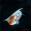 ostracod