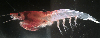 krill