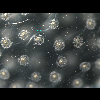 radiolarian colony detail