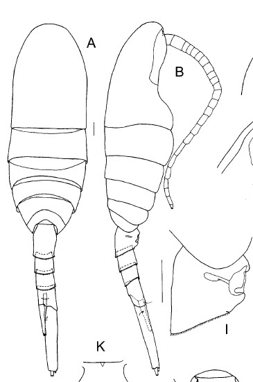 Caudacalanus_mirus