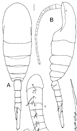 Caudacalanus_vicinus