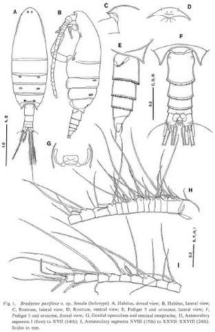 Bradyetes pacificus