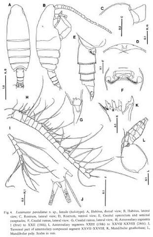 Lutamator paradiseus