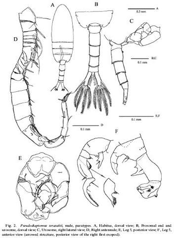 Pseudodiaptomus terazakii