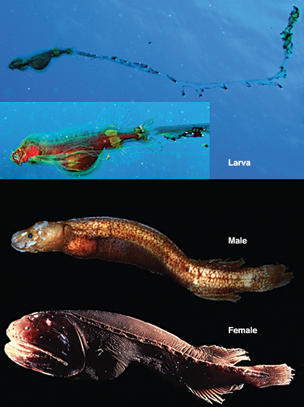 Three deep-sea fish families now one