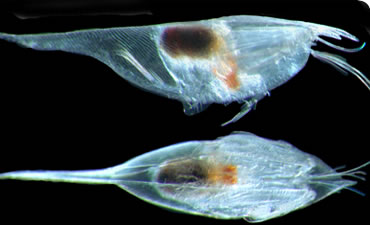 ostracod: Conchoecilla daphnoides
