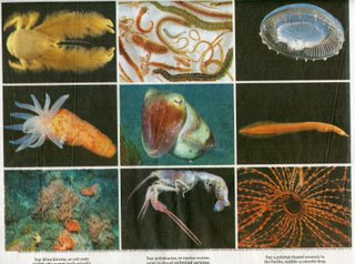 Boston Globe marine life