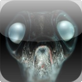 pearl-eyed fish