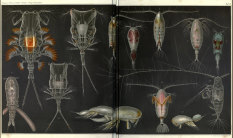 copepods